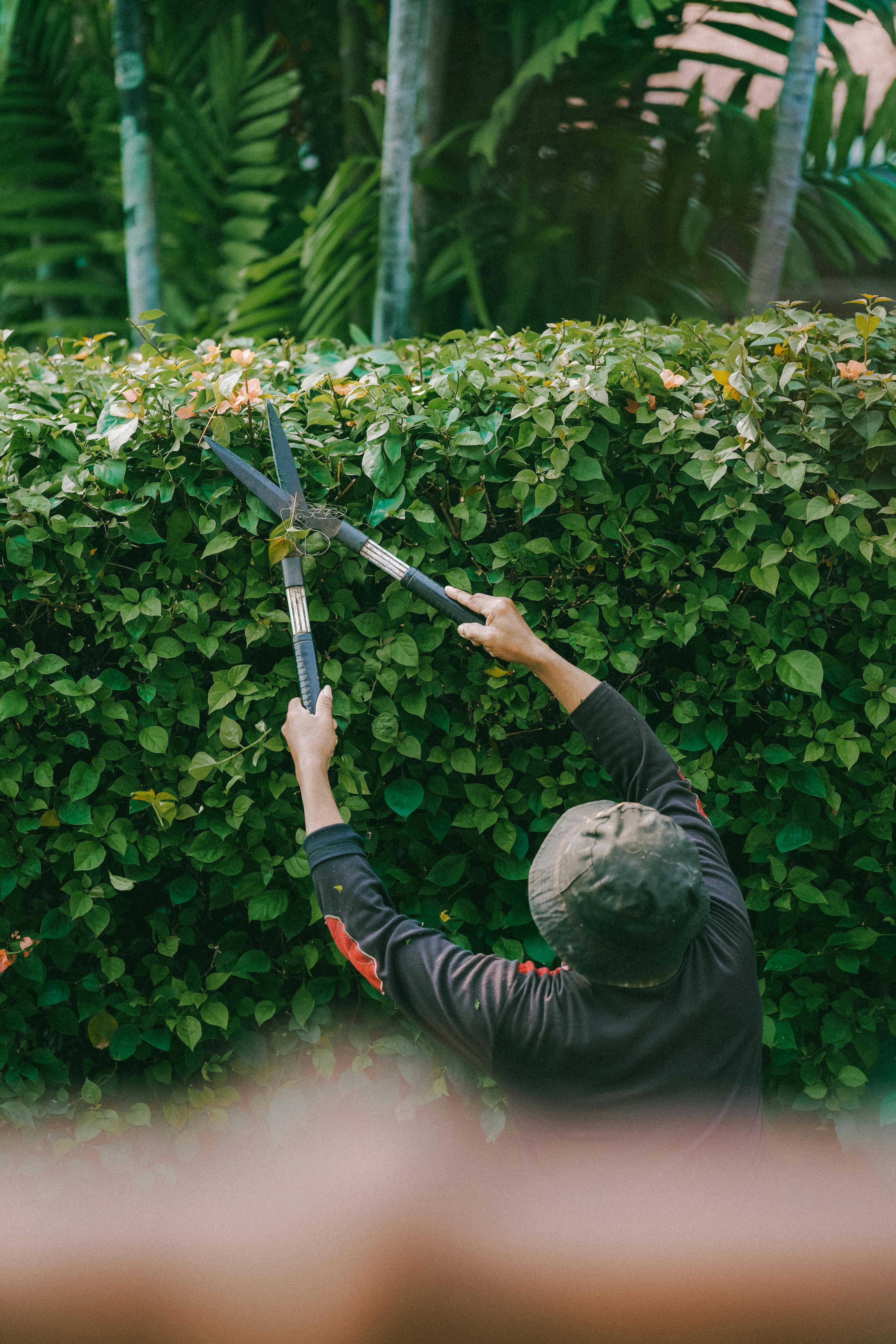 Tree Service